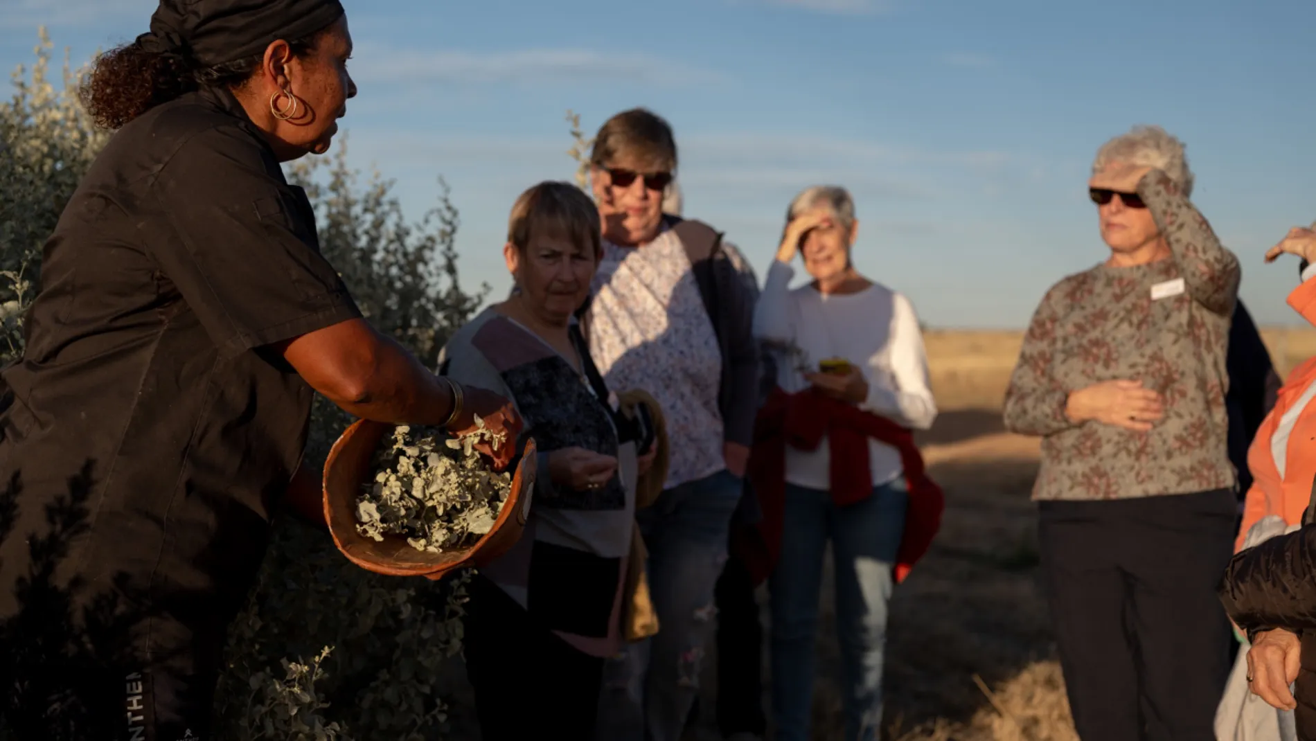A guide carrying a coolamon of native plants walks with a group of visitors through saltbush in late afternoon light.