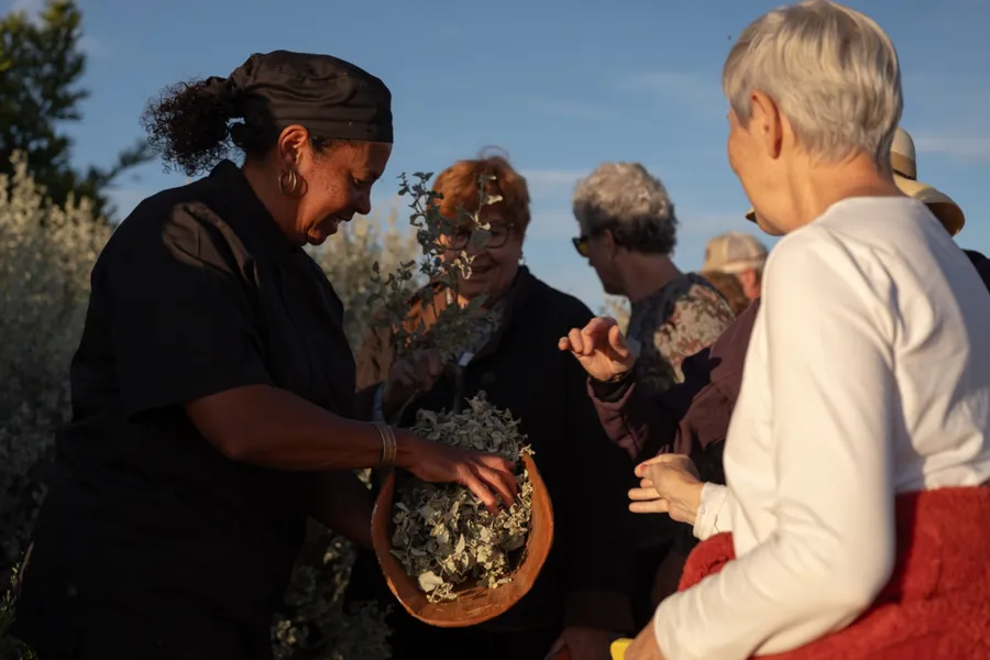 A guide offers native plants from a coolamon to visitors on open country in golden light.